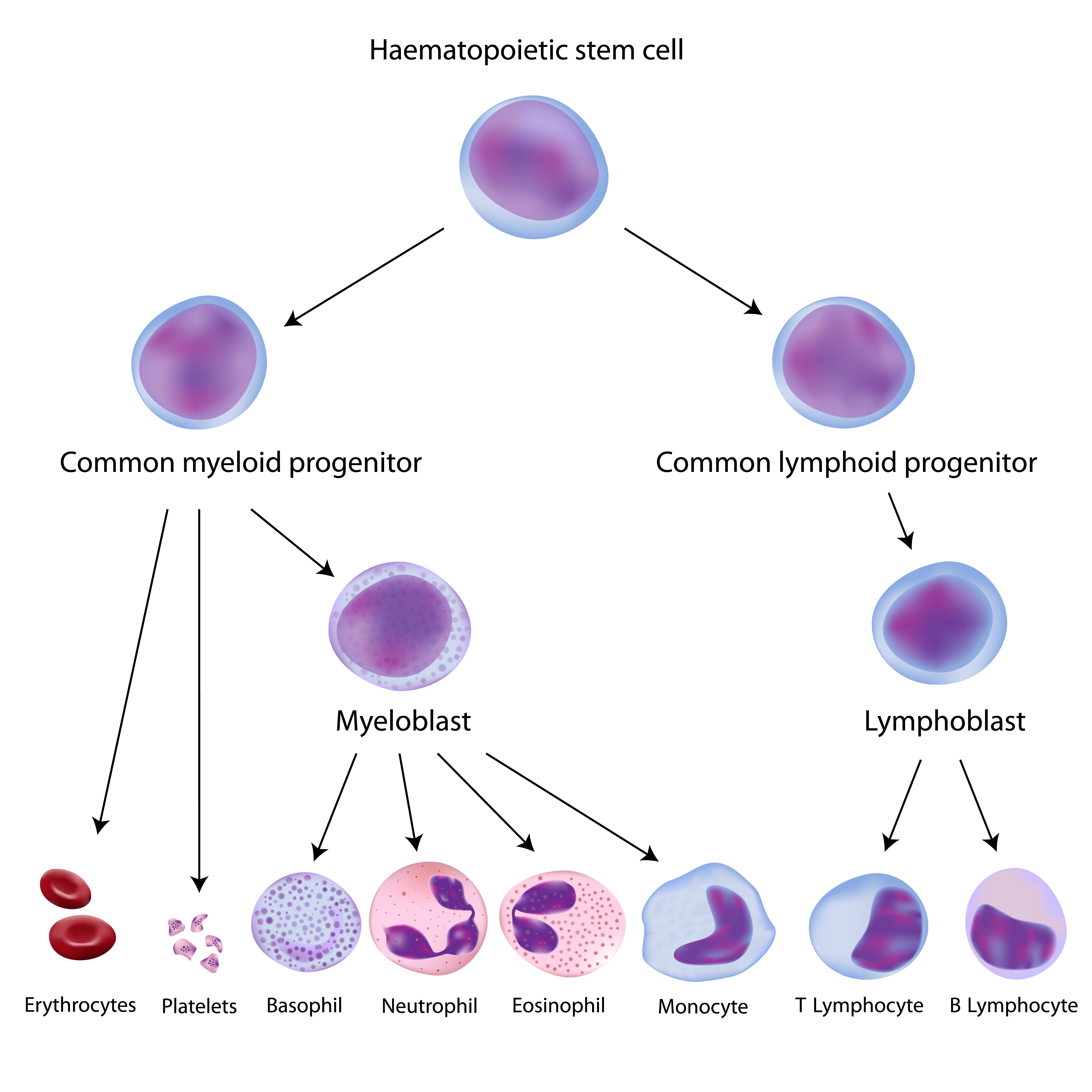 peripheral blood mononuclear cells hematopoiesis