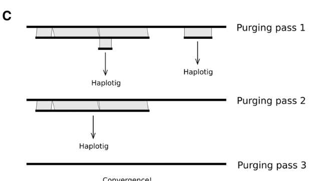 移除haplotigs